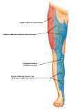 Anatomie: heup,bovenbeen,knie,onderbeen,enkel,voet,acetabulum,collum femoris,trachanter,femur,epicondyl,meniscus,kruisband,cruciate ligament,patella,knieschijf,tibia,fibula,malleolus,talus,calcaneus,tarsus,metatarsus,phalanx,falanx,quadriceps femoris,rectus femoris,sartorius,tensor fasciae latae,tractus iliotibialis,biceps femoris,gastrocnemius,semimembranosus,semitendinosus,soleus,suralis,vena saphena parva,vena saphena magna,sciatic,ischiadicus,peronea